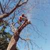 Emergency Tree Removal Nairobi - Fast & Safe thumb 1