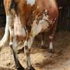 Ashley dairy cow thumb 4