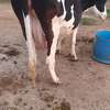 3 Dairy cows thumb 0