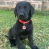 Labrador Retriever thumb 0