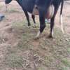 3 Dairy cows thumb 1