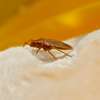 Bed Bug Removal Githunguri/Ruiru/Juja/Thika/Thogoto/Kikuyu thumb 10