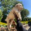 Golden retriever pups💕 thumb 2