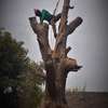 Tree Cutting Services Nairobi | Removal & Pruning thumb 6