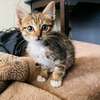 Beautiful kittens ready for re homing thumb 3