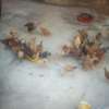 Poultry farming thumb 2