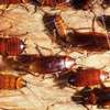 Kikuyu Pest & Fumigation Experts |  Bestcare FM thumb 1