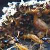 Reliable Pest & Termite Control in Ruiru | Bestcare FM thumb 2