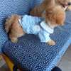 Toy poodle 🐩 thumb 4