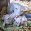 SANEN DAIRY GOATS thumb 0