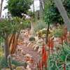Professional Gardeners for Hire in Ruiru Nairobi thumb 9