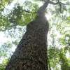 Mweria Timber & beams (Red Stinkwood) thumb 3