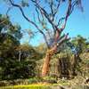 Tree Cutting Services Nairobi | Removal & Pruning thumb 1