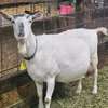 SANEN DAIRY GOATS thumb 1