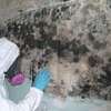 Expert Mould Remediation in Runda, Muthaiga & Gigiri thumb 3