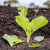 50 by 100 PRIME PLOTS FOR SALE IN MAKUTANO PI (MWEA) thumb 13