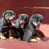 Rottweiler puppies thumb 0