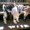 Dairy goats available thumb 0