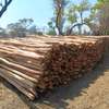 Gum poles for construction ,fencing or landscaping thumb 3