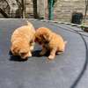 Toy Poodle🐩 thumb 1
