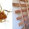 Kikuyu Pest & Fumigation Experts |  Bestcare FM thumb 7