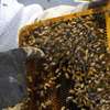 Bee Removal Service |Expert Wasp & Bee Removal | Schedule An Appointment thumb 6