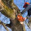 Tree Cutting Services Nairobi | Removal & Pruning thumb 0