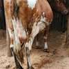 Ashley dairy cow thumb 6