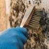 Professional Mould Removal Services in Nairobi thumb 6