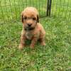 Toy poodle 🐩 thumb 2