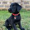 Labrador Retriever thumb 1