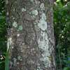 Mweria Timber & beams (Red Stinkwood) thumb 1