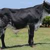 GRILLANDO HEIFERS thumb 2