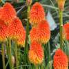 Professional Gardeners for Hire in Ruiru Nairobi thumb 4