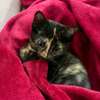 Beautiful kittens ready for re homing thumb 2