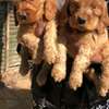 English Cocker spaniels thumb 2