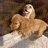 English Cocker spaniel puppy thumb 3