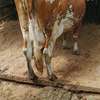 Ashley dairy cow thumb 2