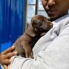 Miniature dachshund thumb 2