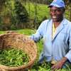 Farm Workers & Dairy Staff for Hire in Kiambu.Fast & Trusted thumb 6
