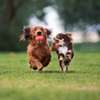 In-Home Dog Trainer Near You- Nairobi ,Kitengela, Kiambu thumb 2