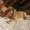English Cocker spaniel puppies thumb 4