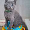 Beautiful pure breed Russian blue kittens thumb 2