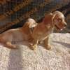 English Cocker spaniel puppies thumb 1