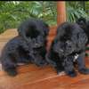 Havanese puppies thumb 2