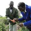 GARDENING & LANDSCAPING SERVICES IN NYERI thumb 2
