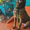 In-Home Dog Trainer Near You- Nairobi ,Kitengela, Kiambu thumb 0