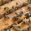Bee Removal Service |Expert Wasp & Bee Removal | Schedule An Appointment thumb 7