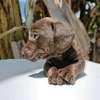 Miniature dachshund thumb 0