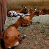 Dairy goats available thumb 4